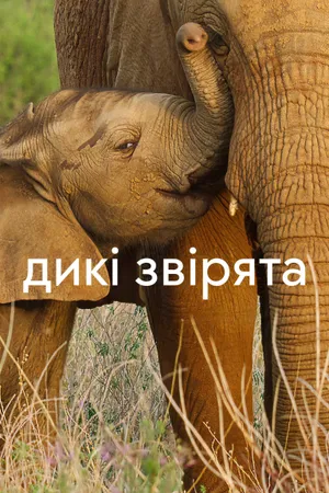 Wild Babies Poster